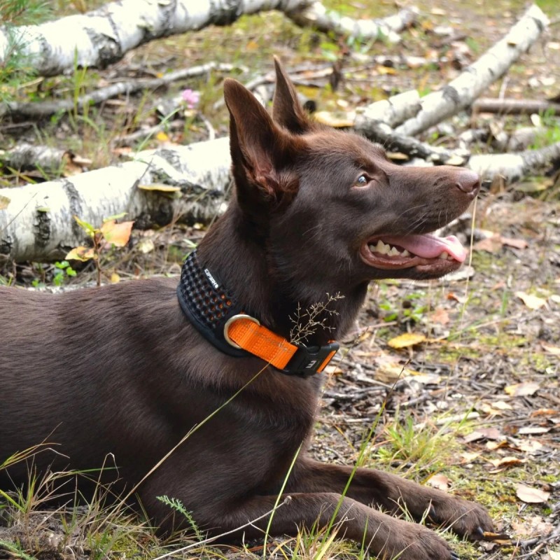 Icepeak Pet Comb: collar per a gos encoixinat reflectant