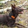 Icepeak Pet Comb collar acolchado reflectante naranja