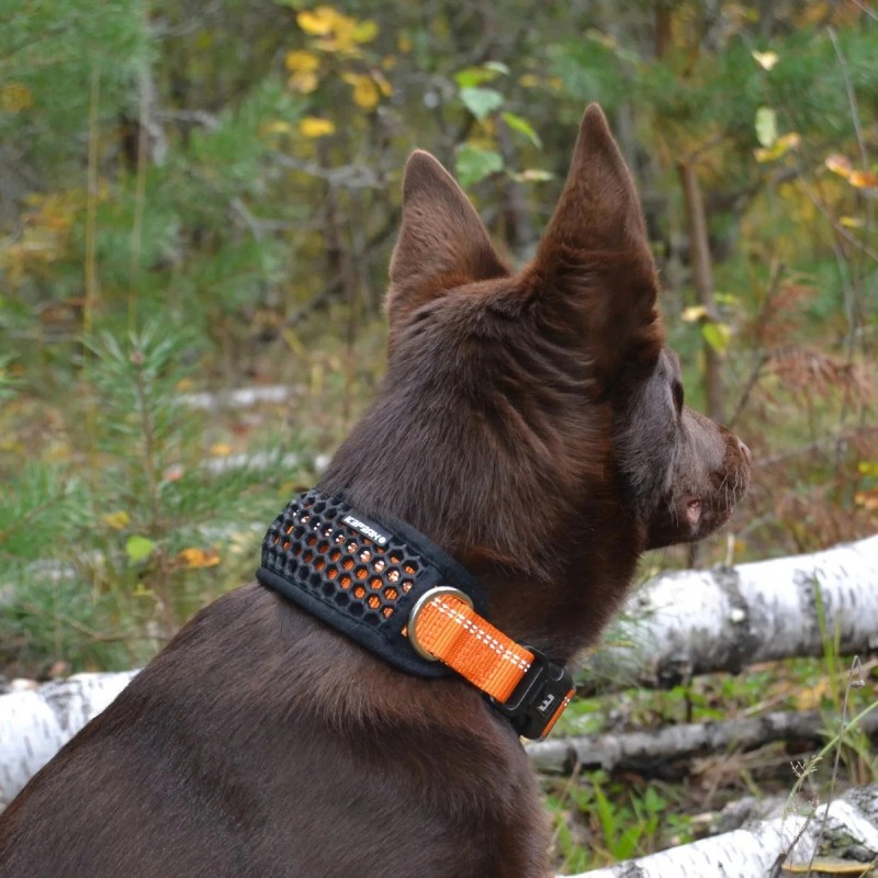 Icepeak Pet Comb: collar acolchado reflectante naranja