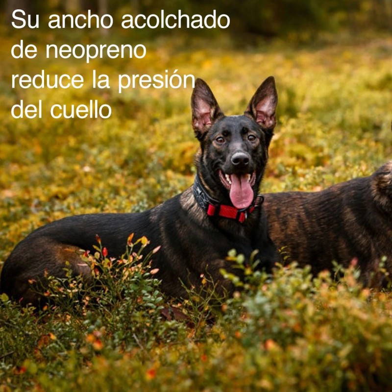 Collar Rukka Cube acolchado y reflectante | Smartdog  Copiar