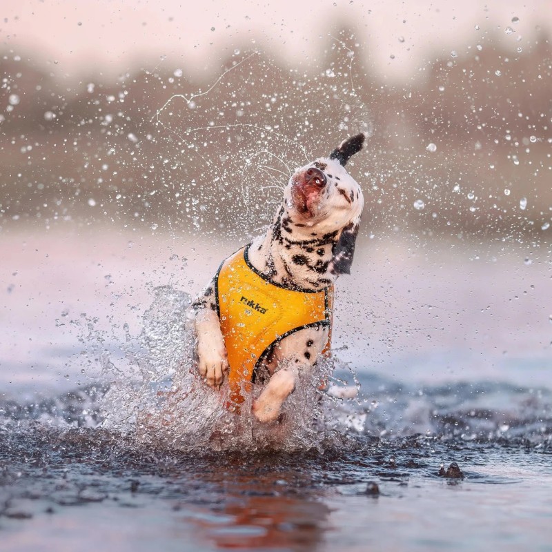 Chaleco salvavidas para perro Rukka Pets Swim