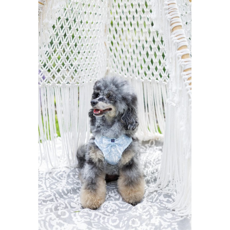 Arnès Oh Charlie Lumière blau per a gos | Smartdog