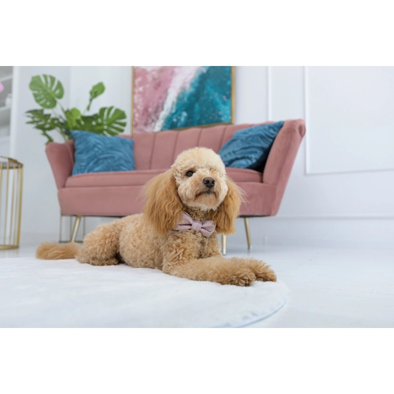 Pajarita para perro La Perla Blue | Oh! Charlie