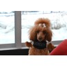 Rukka Cube Hound collar acolchado para perro | Smartdog