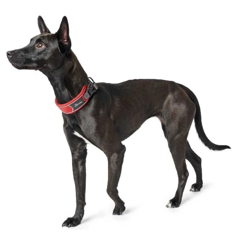 Hunter Divo collar para perro reflectante rojo | Smartdog