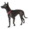 Hunter Divo collar para perro reflectante rojo | Smartdog
