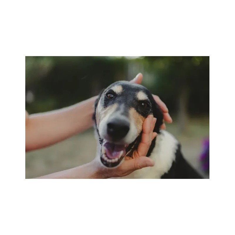 Limpiador de ojos para perros Furnatura 100 ml