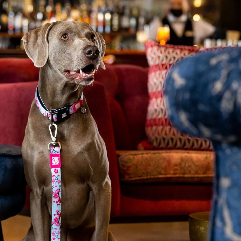 Correa Max & Molly Cherry Bloom 120 cm | Smartdog