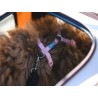 Freedog TravelTails para Vueling | Perros pequeños
