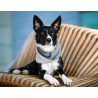 Bufanda para perros SIMO