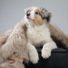 Manta para perros Föra