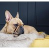 Manta para perros Föra
