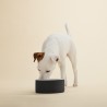 Bebedero para perro frío refrescante