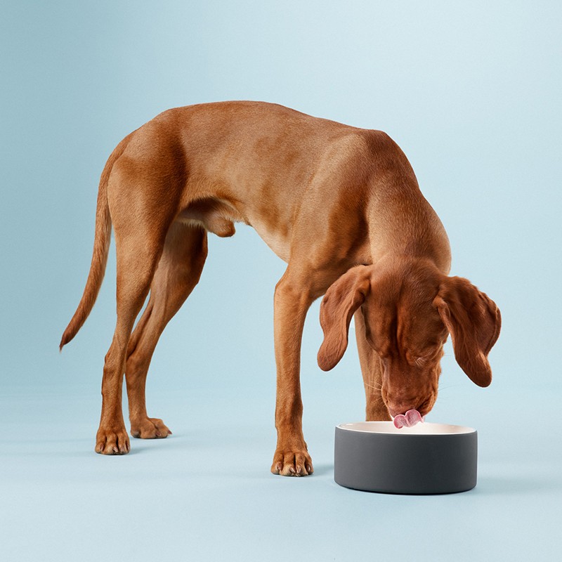 PAIKKA Cool Bowl | Bebedero refrescante para perro