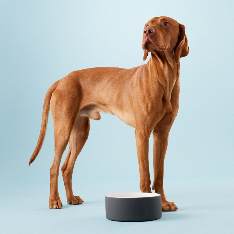 Bebedero para perro frío refrescante