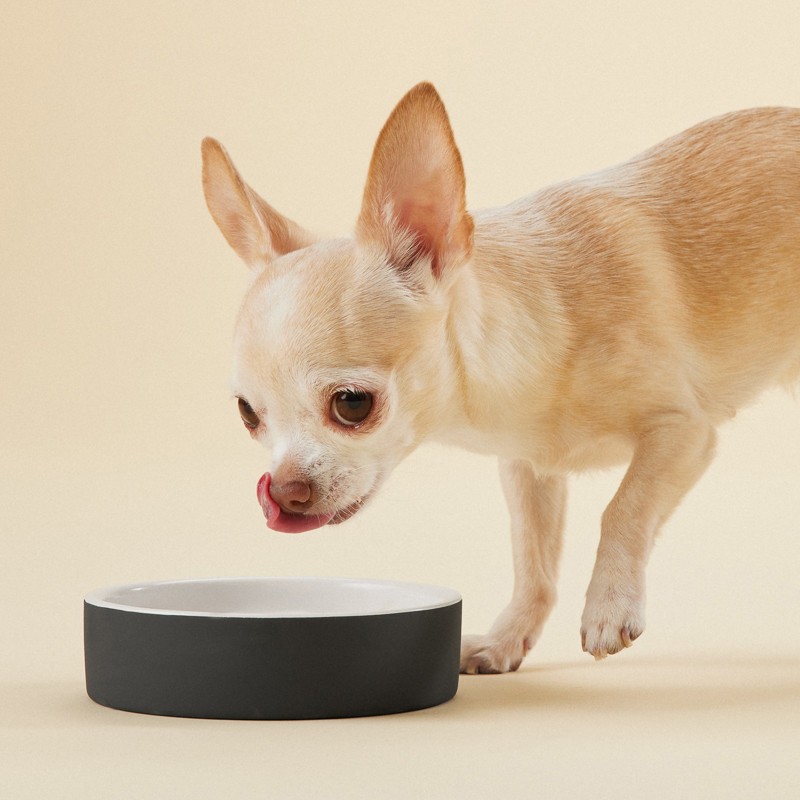 PAIKKA Cool Bowl | Bebedero refrescante para perro