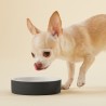 PAIKKA Cool Bowl | Bebedero refrescante para perro