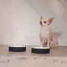 Bebedero para perro frío refrescante
