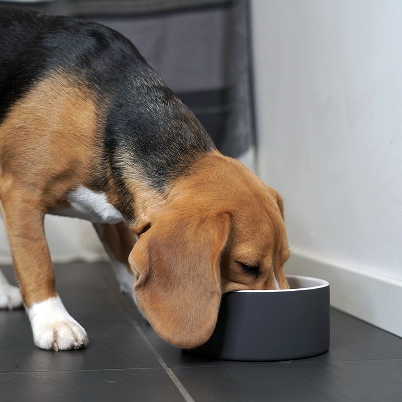 PAIKKA Slow Feed Bowl | Comedero antivoracidad para perro