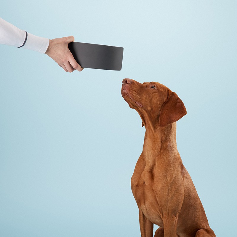 PAIKKA Slow Feed Bowl | Comedero antivoracidad para perro