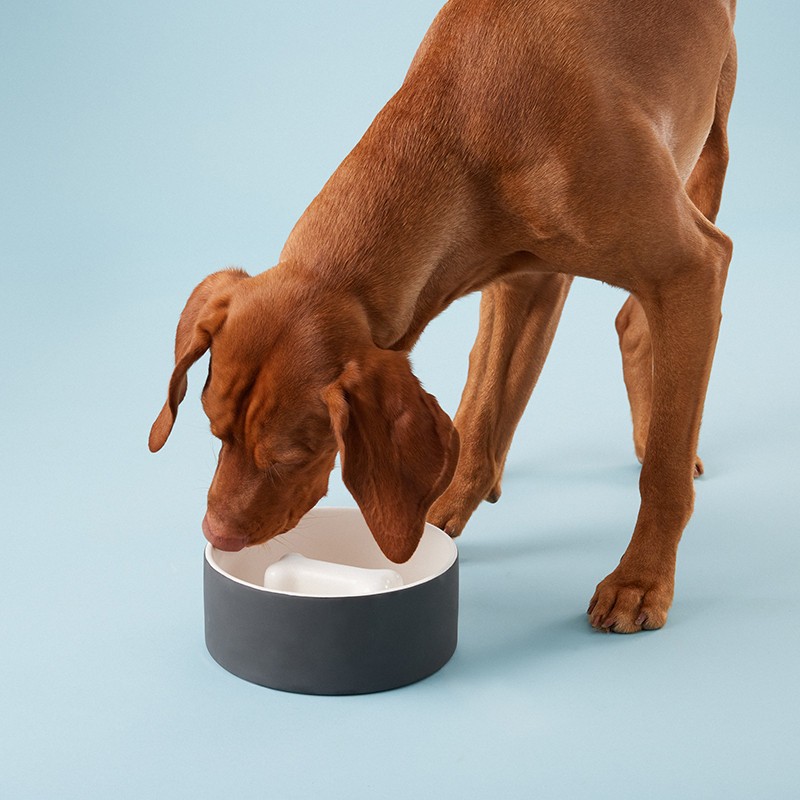 PAIKKA Slow Feed Bowl | Comedero antivoracidad para perro