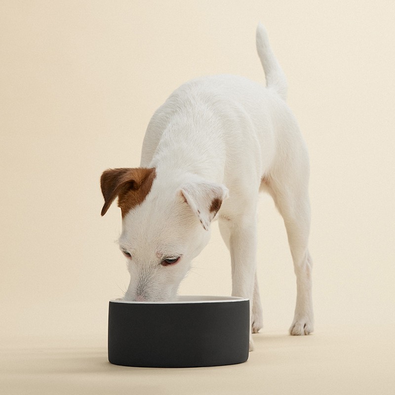 PAIKKA Slow Feed Bowl | Comedero antivoracidad para perro