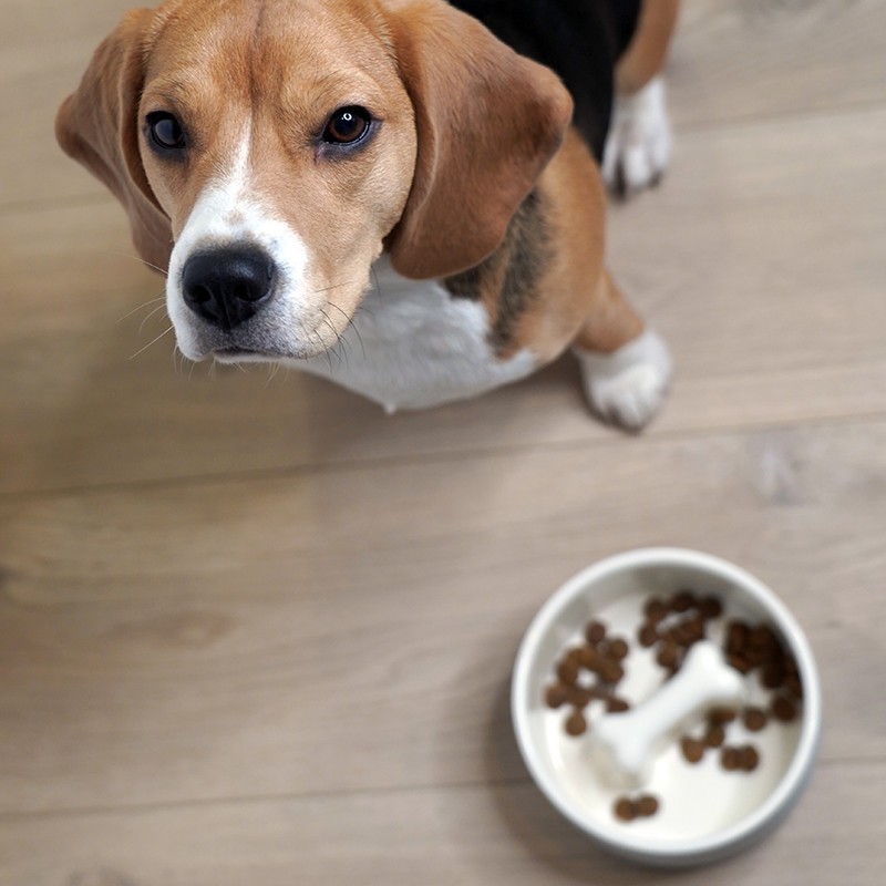 PAIKKA Slow Feed Bowl | Comedero antivoracidad para perro
