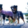 PAIKKA Recovery Winter Shirt | Jersey FIR para perro