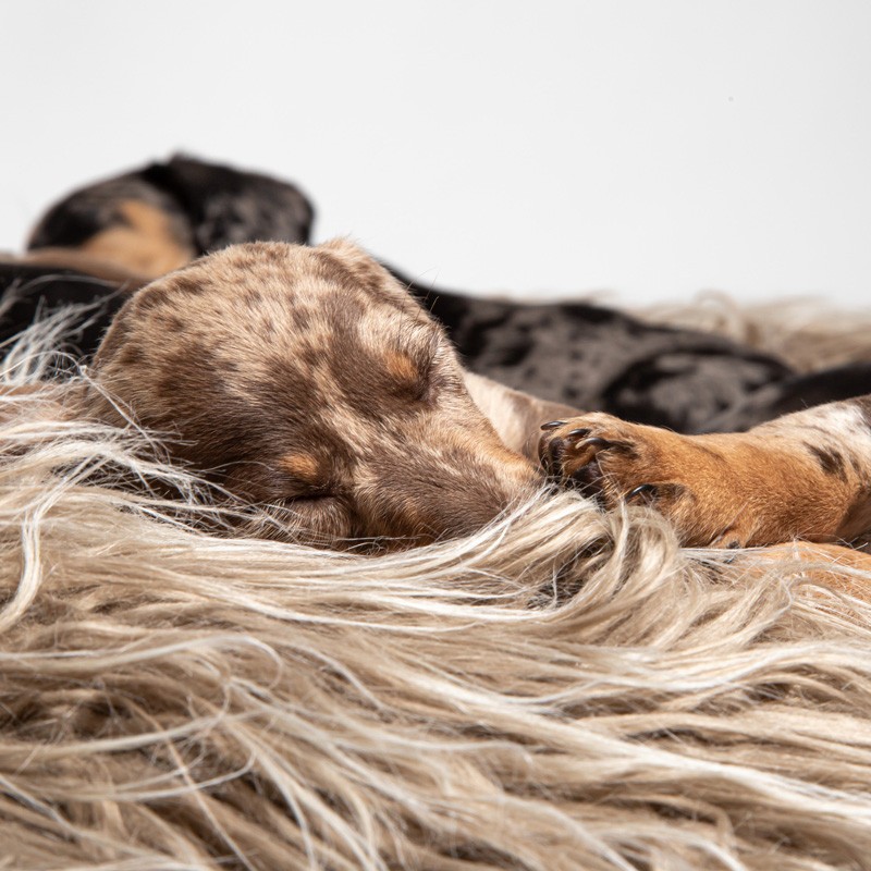 CLOUD7 Yeti: cama redonda y mullida para perro | Smartdog