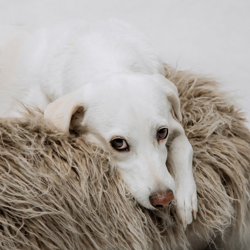 CLOUD7 Yeti: cama redonda y mullida para perro | Smartdog