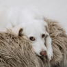 Cama para perro Yeti