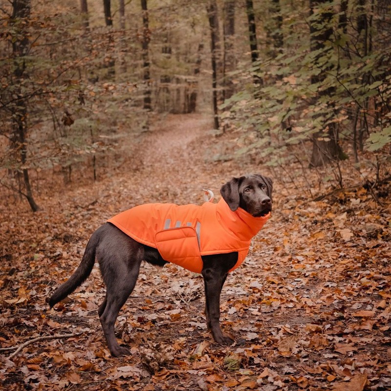 Cloud7 Yukon: abric d’hivern per a gos taronja | Smartdog