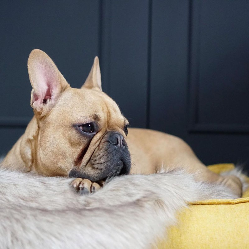 Cama ortopedica perro MØVIK Miel