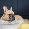 Cama ortopedica perro MØVIK Miel