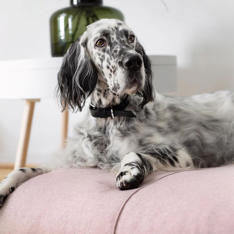 Colchoneta cama para perro FINNO
