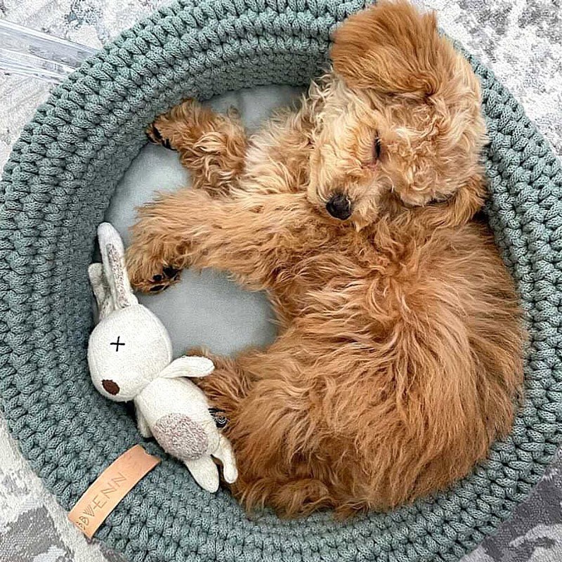 Cama para perros original COCO