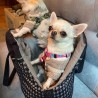 Bolso Prestige para chihuahuas