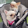 Bolso Prestige para chihuahuas