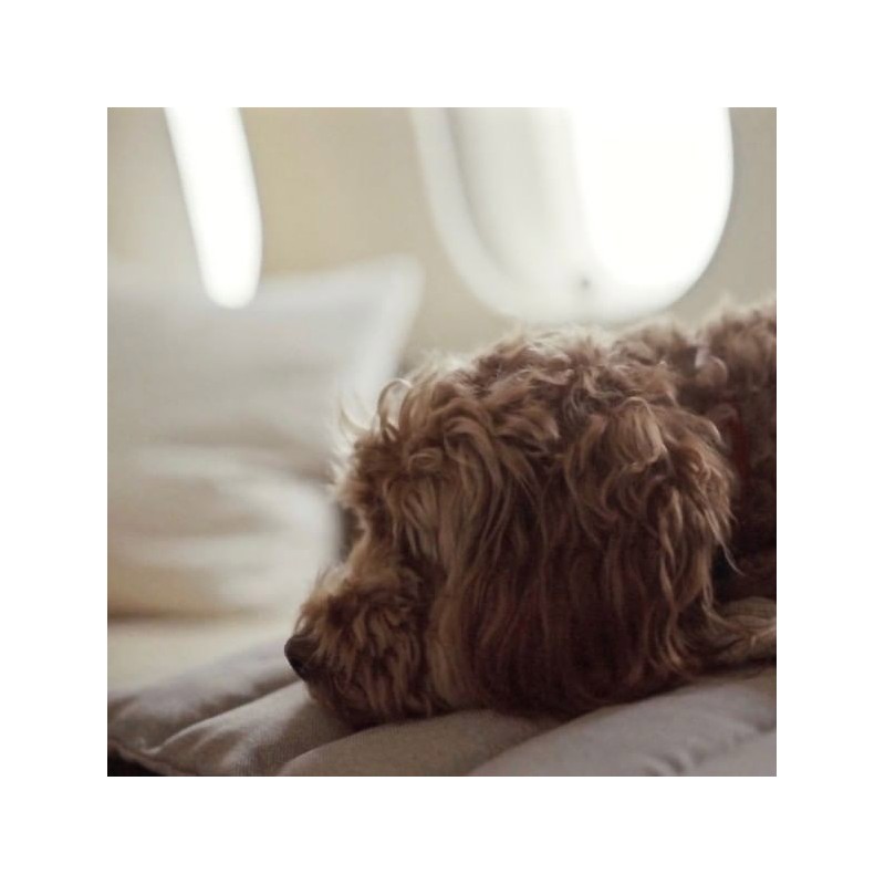 Cama perro verano Fosser Marrón Claro