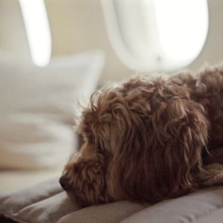 Cama perro verano Fosser Marrón Claro