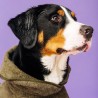 Albornoz para perros y toalla Sylt