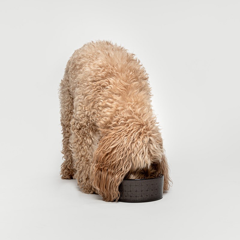 Comedero para perro de diseño Ferran Moca