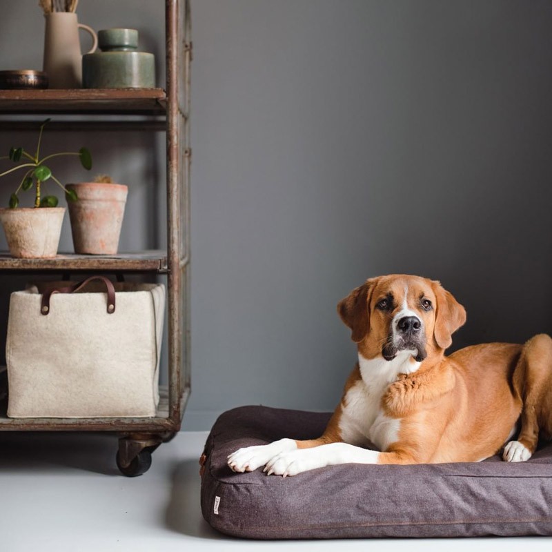 Cama para Perro Dream Marrón Brezo