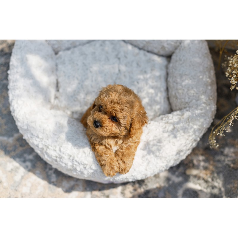 Cama para perro Charlotte crema
