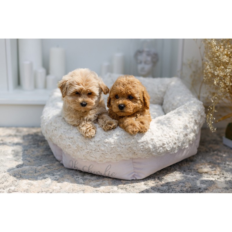 Cama para perro Charlotte crema