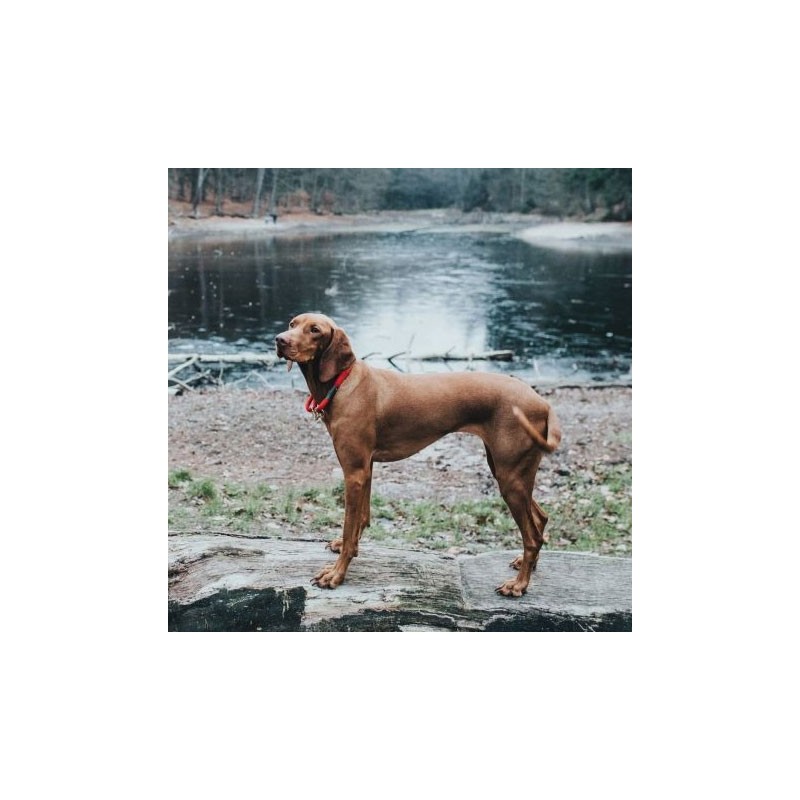 Collar Hunter OSS rojo de cuerda para perro | Smartdog
