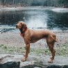 Collar Hunter OSS rojo de cuerda para perro | Smartdog