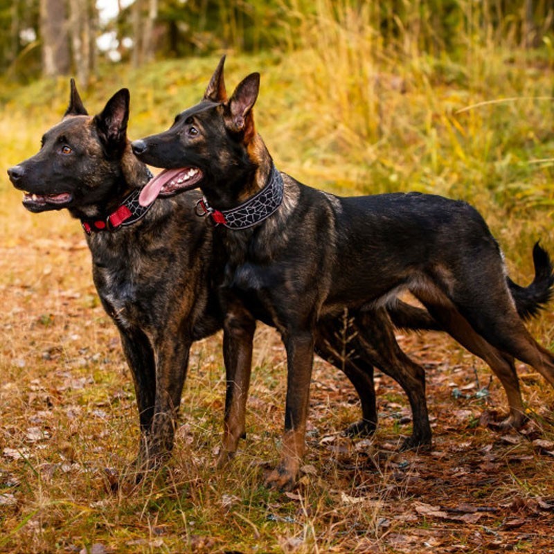 Collar Rukka Cube acolchado y reflectante | Smartdog  Copiar