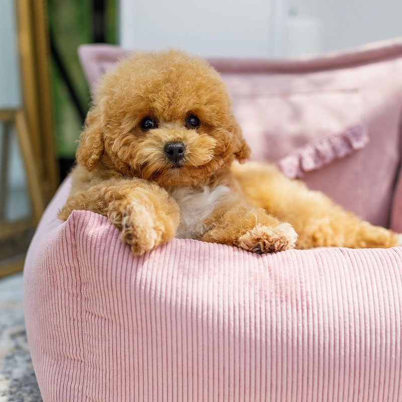 Asiento de coche para perro Mademoiselle Rosa