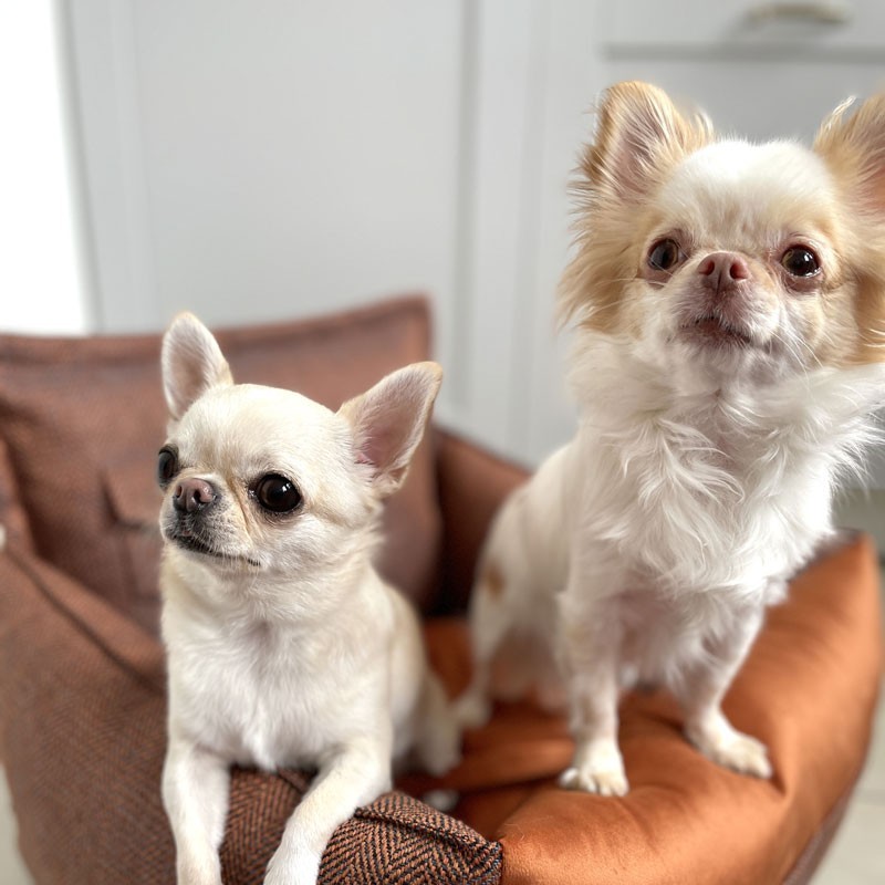 Asiento para perro Winston Ore